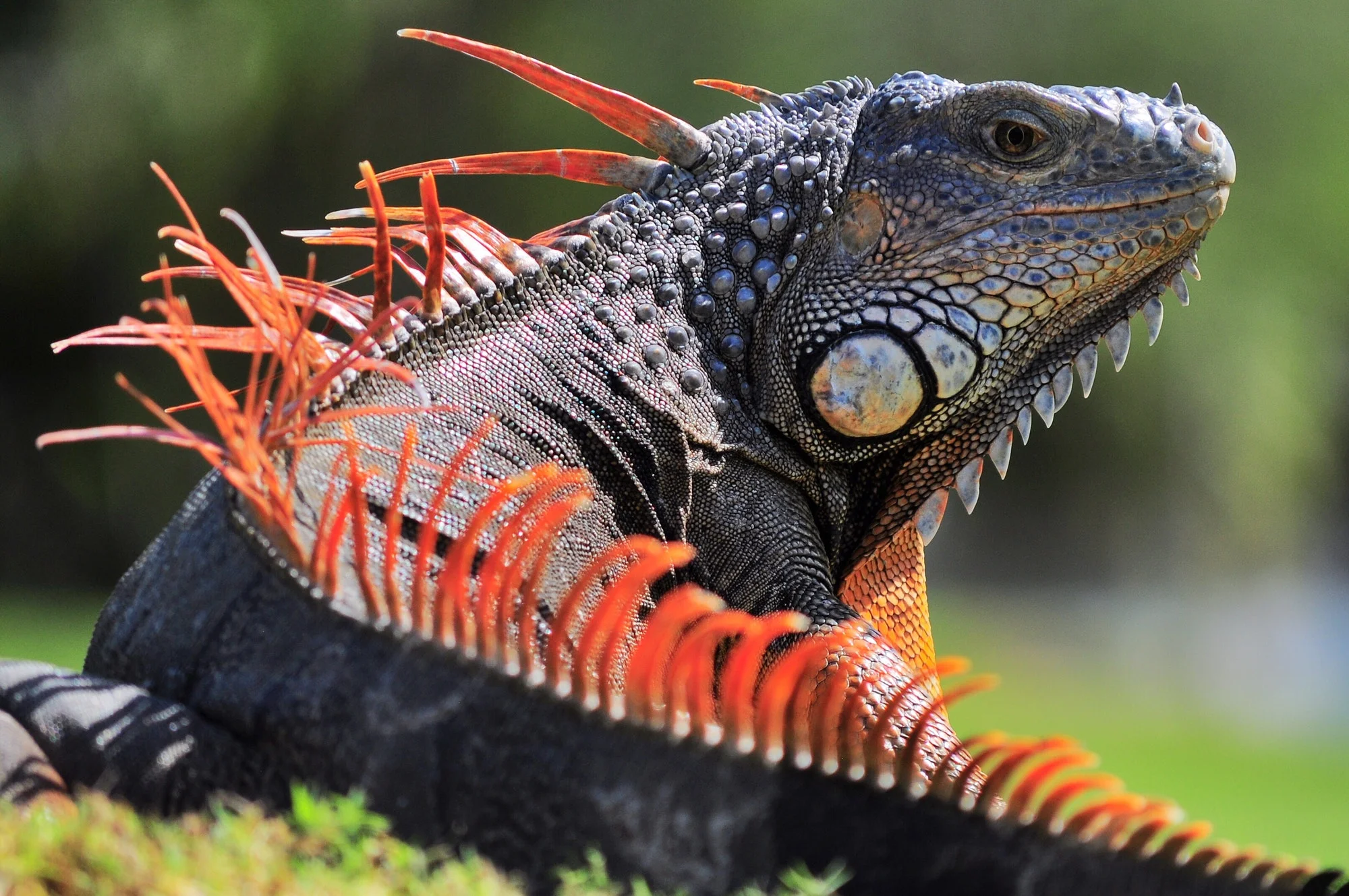 pest fence big iguana on grass